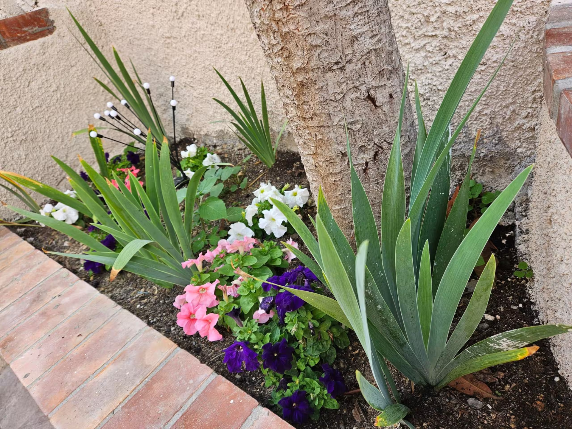 Aiuola con iris, petunie e fiori colorati nel giardino