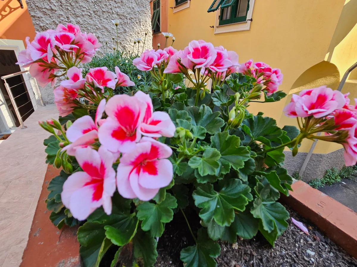 Gerani rosa in fiore nel cortile della casa