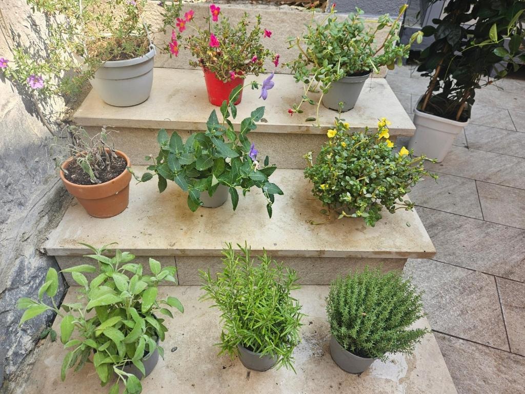 Fiori ed erbe aromatiche nel giardino