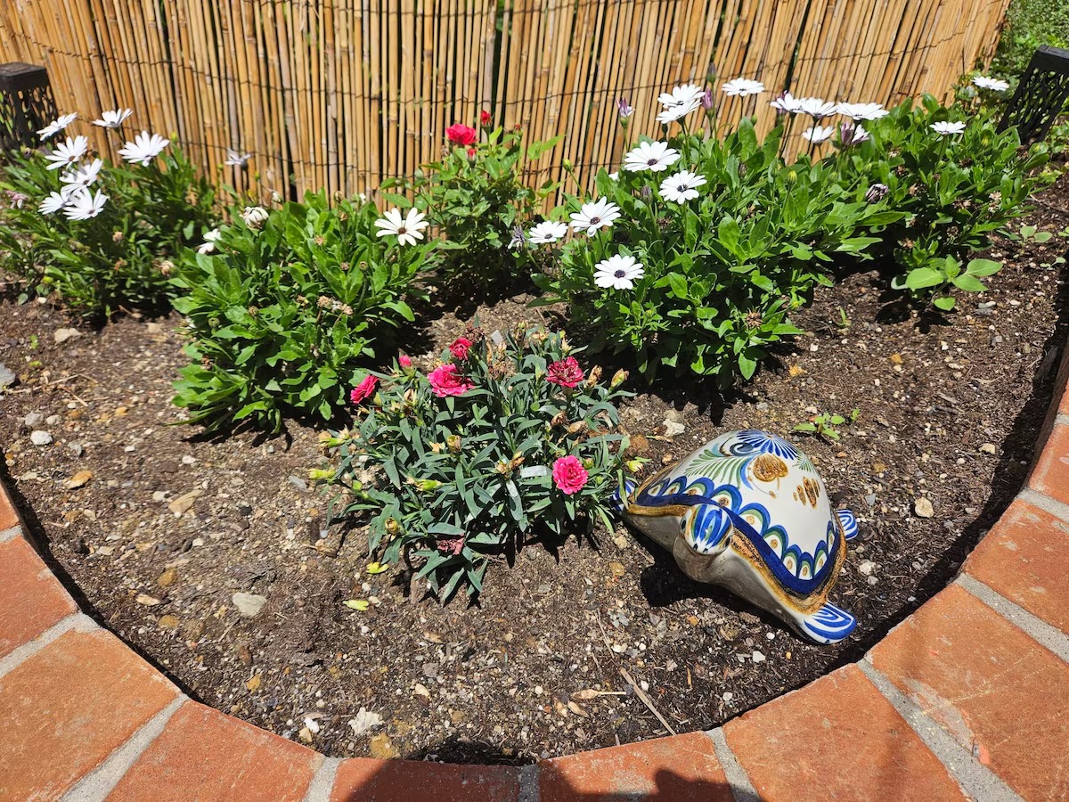 Aiuola con margherite e garofani nel giardino
