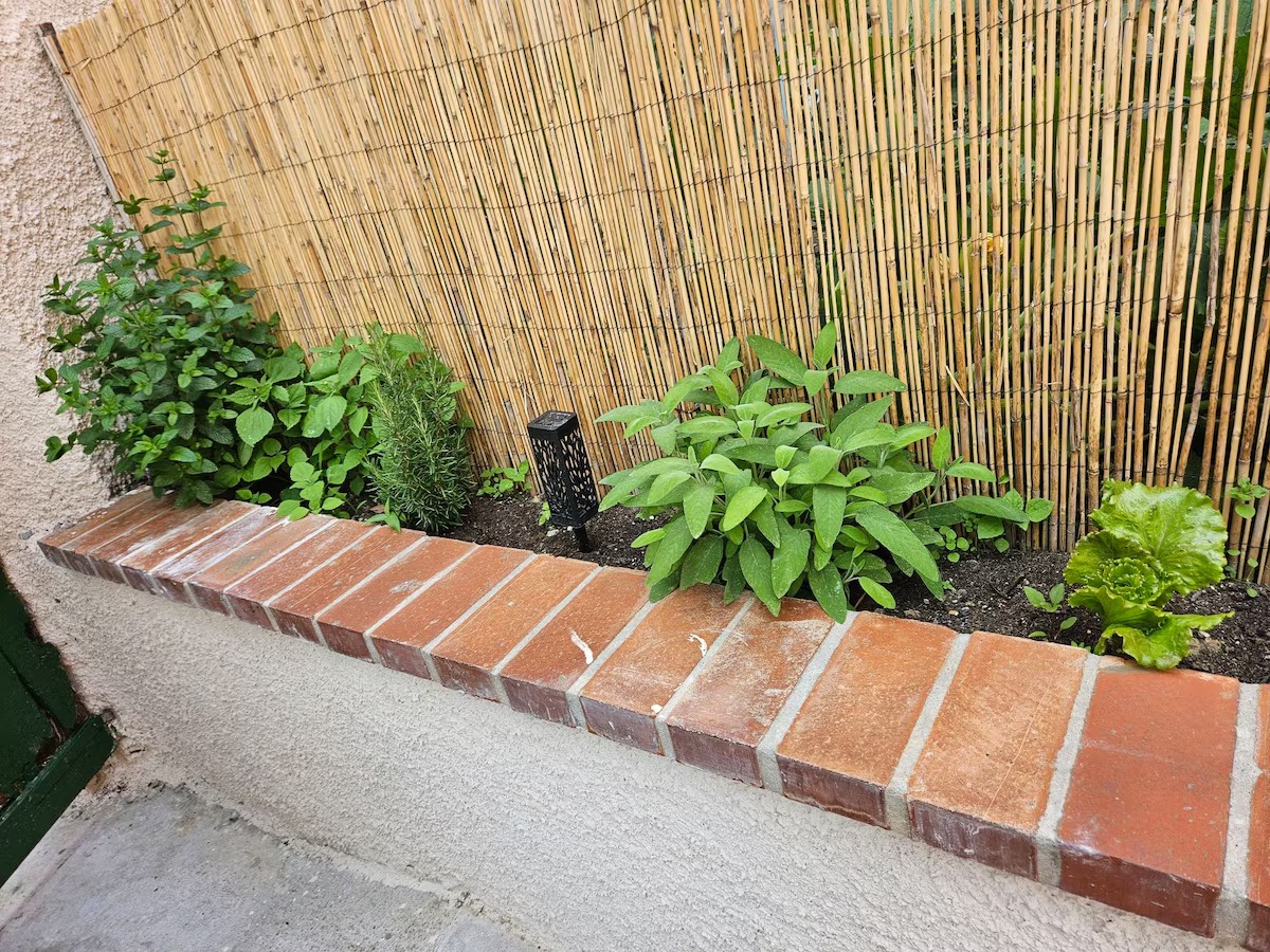 Erbe aromatiche e insalata nell'orto del giardino